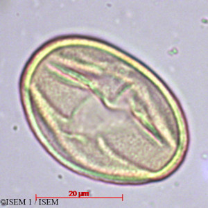 Halesia monticola - lame n° 29379